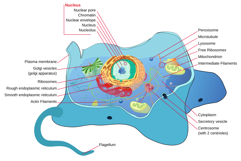 Cells showing genetic inheritance patterns