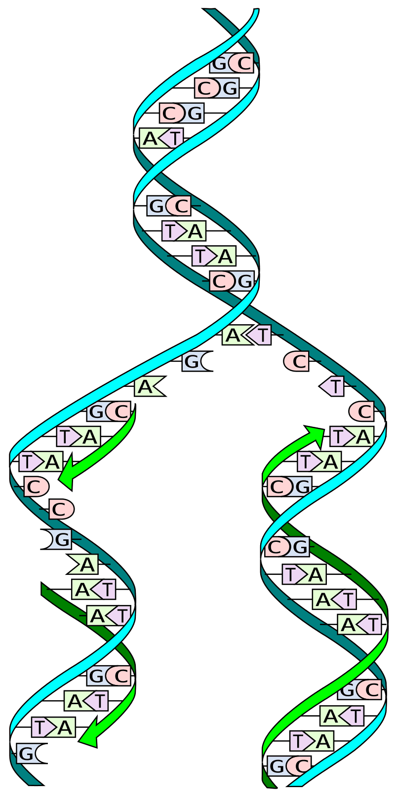 DNA double helix with labeled nucleotide base pairs