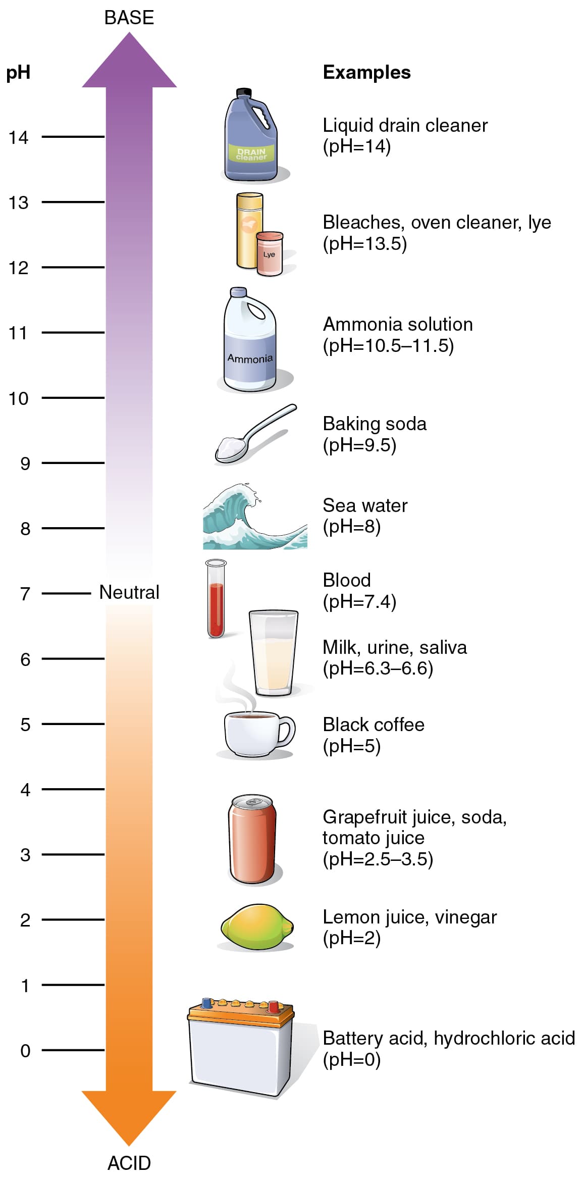 The pH scale showing acid, neutral, and base ranges